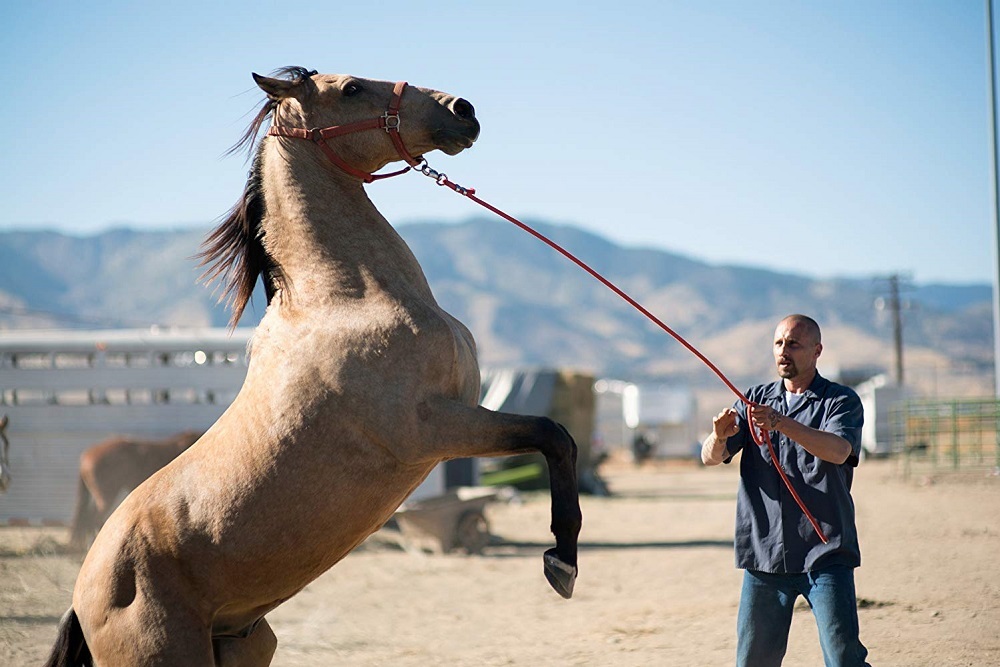 ماتیاس اسخونارتس در فیلم سینمایی «اسب وحشی» (The Mustang) 